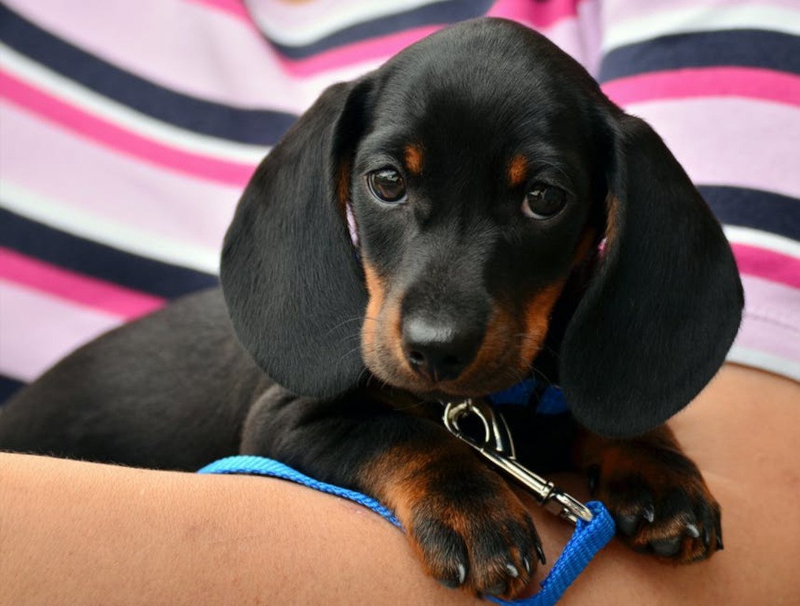 Rustys Canine Kingdom - Photo 2