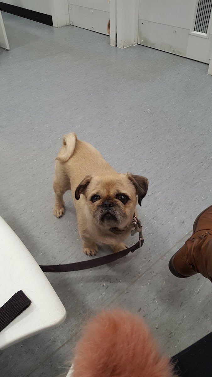 Pets at Home Oldham - Photo 2