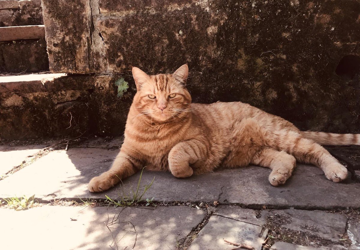 Toms Cattery - Photo 2