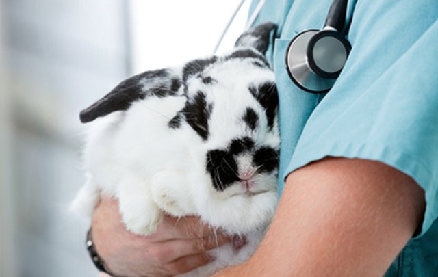 Broken Cross Veterinary Surgery - Photo 2