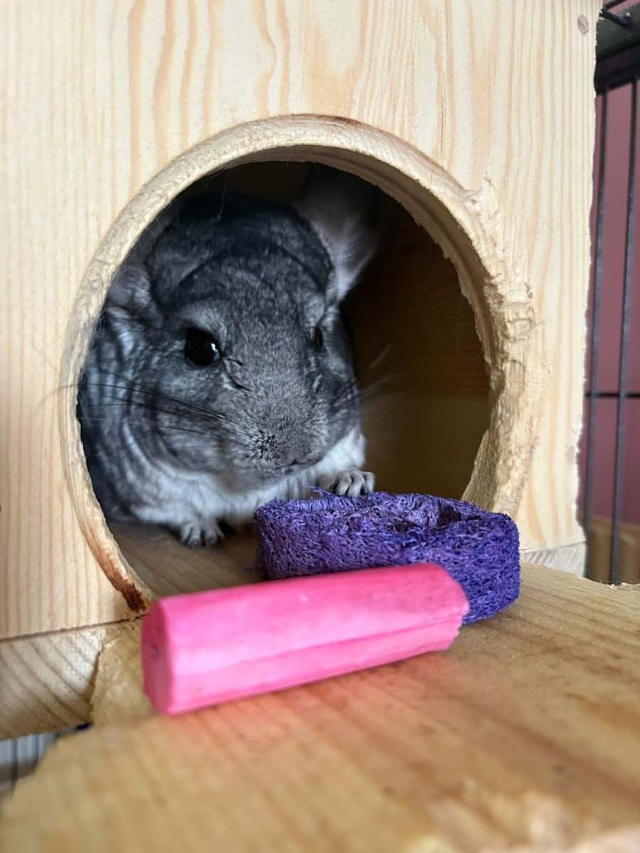 TinyFurryPetStop - Photo 2