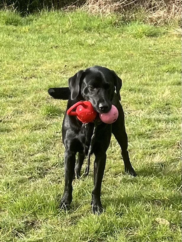 Bark in the Park - Photo 2