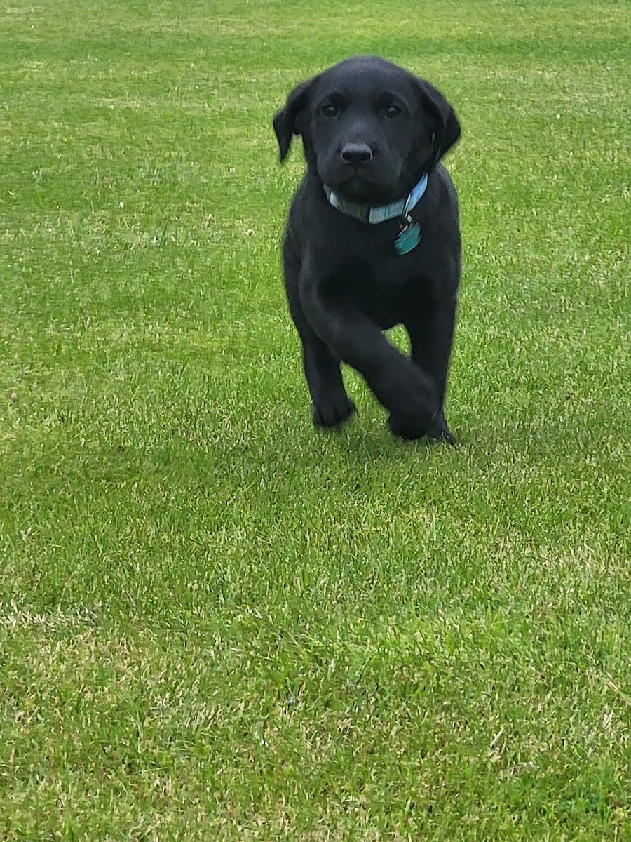 Dogs field - Photo 2
