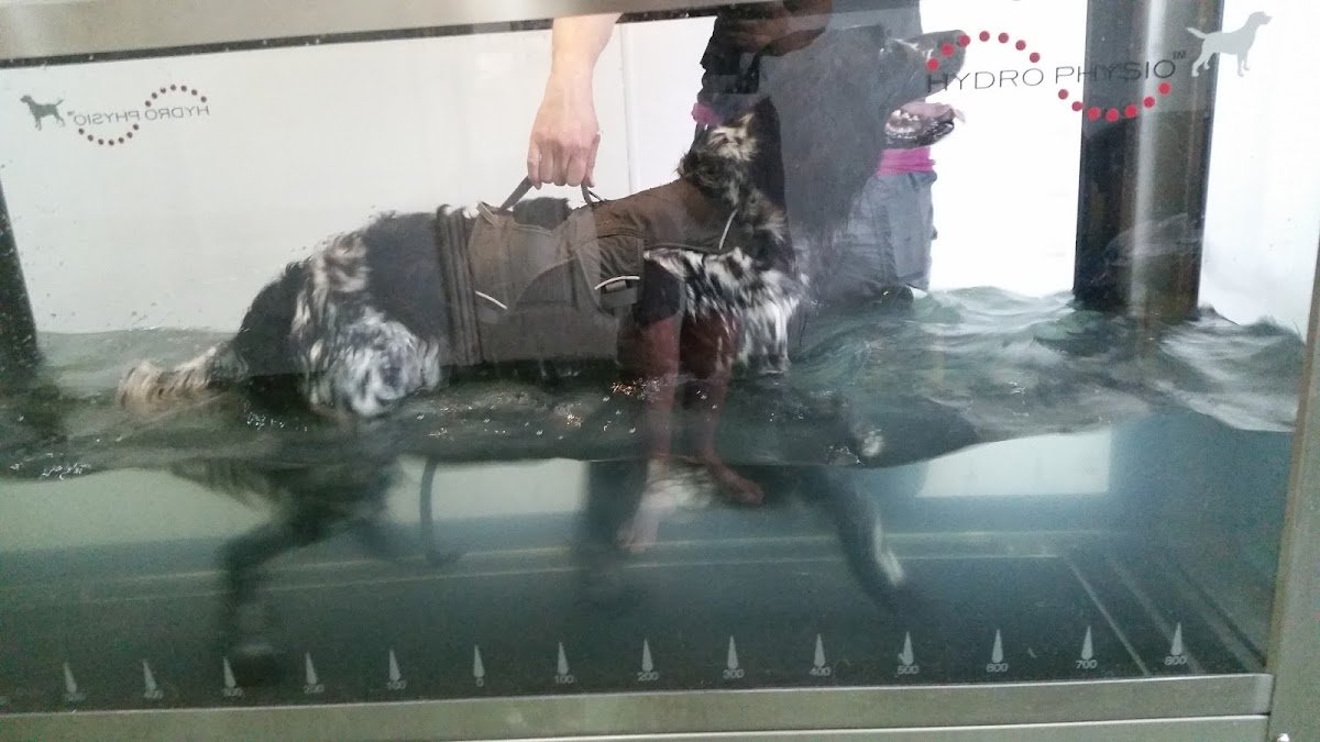 Fit paws hydrotherapy - Photo 3