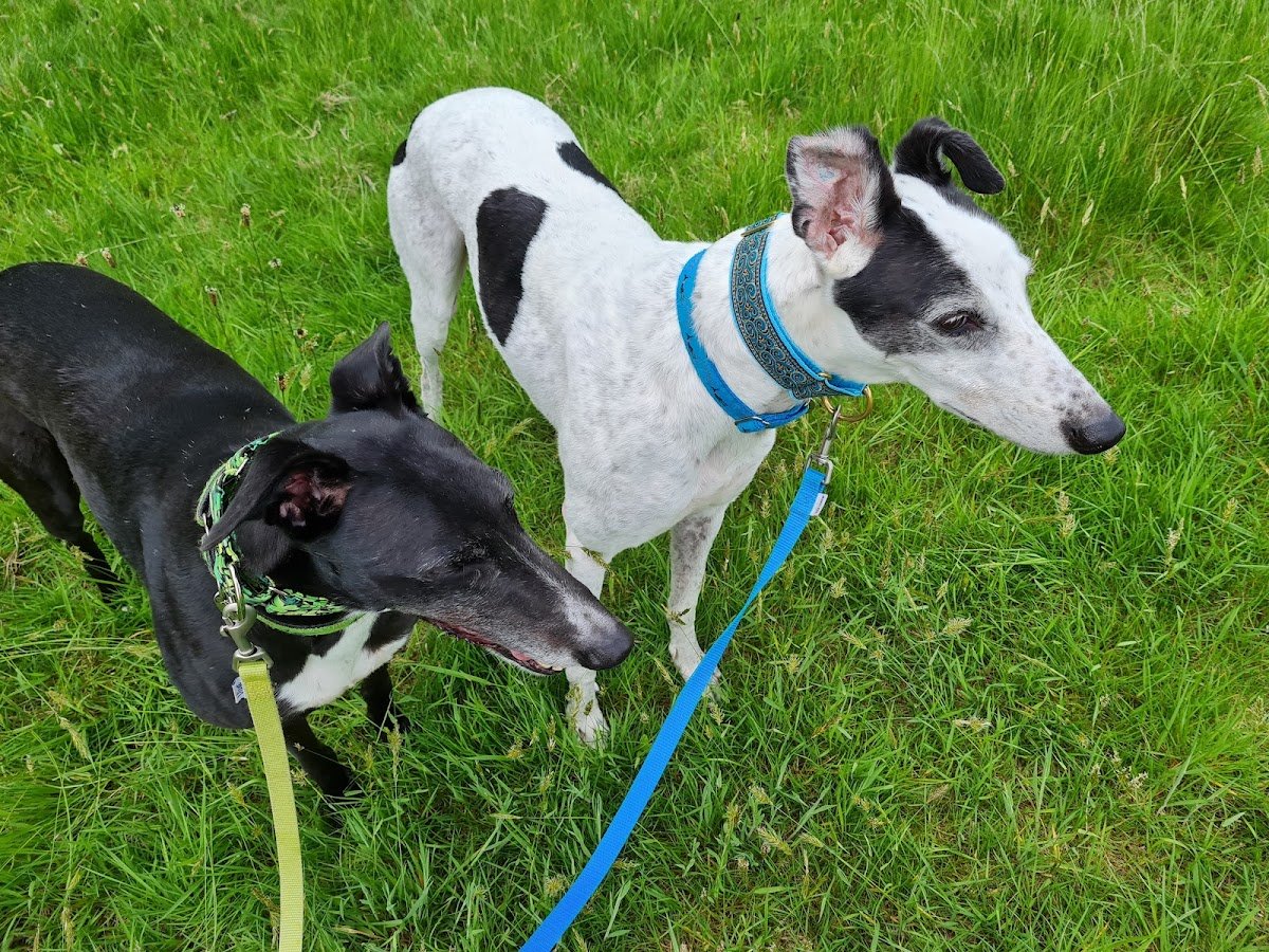 Homes4hounds - Photo 2