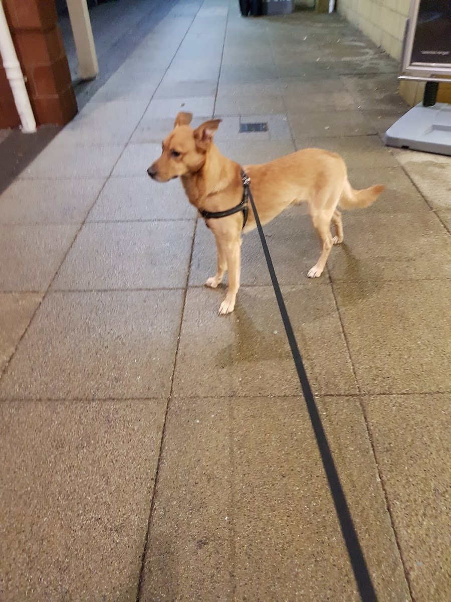 Pets at Home Hamilton - Photo 4