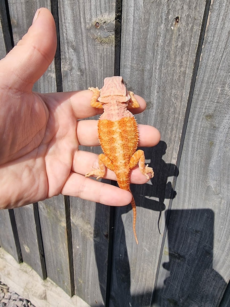 Dragonmorphs - Photo 2