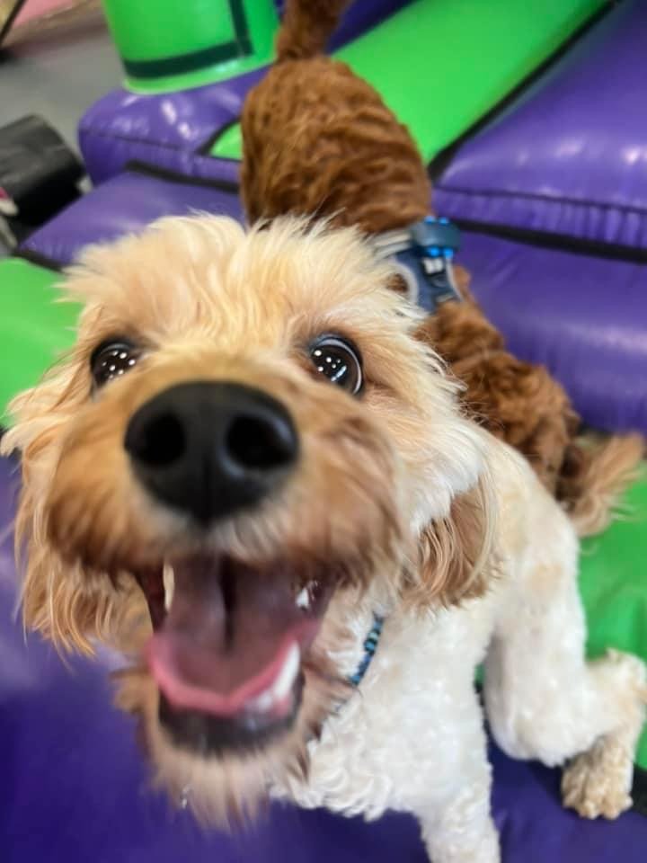 Dogs Go - Training Academy - Photo 2