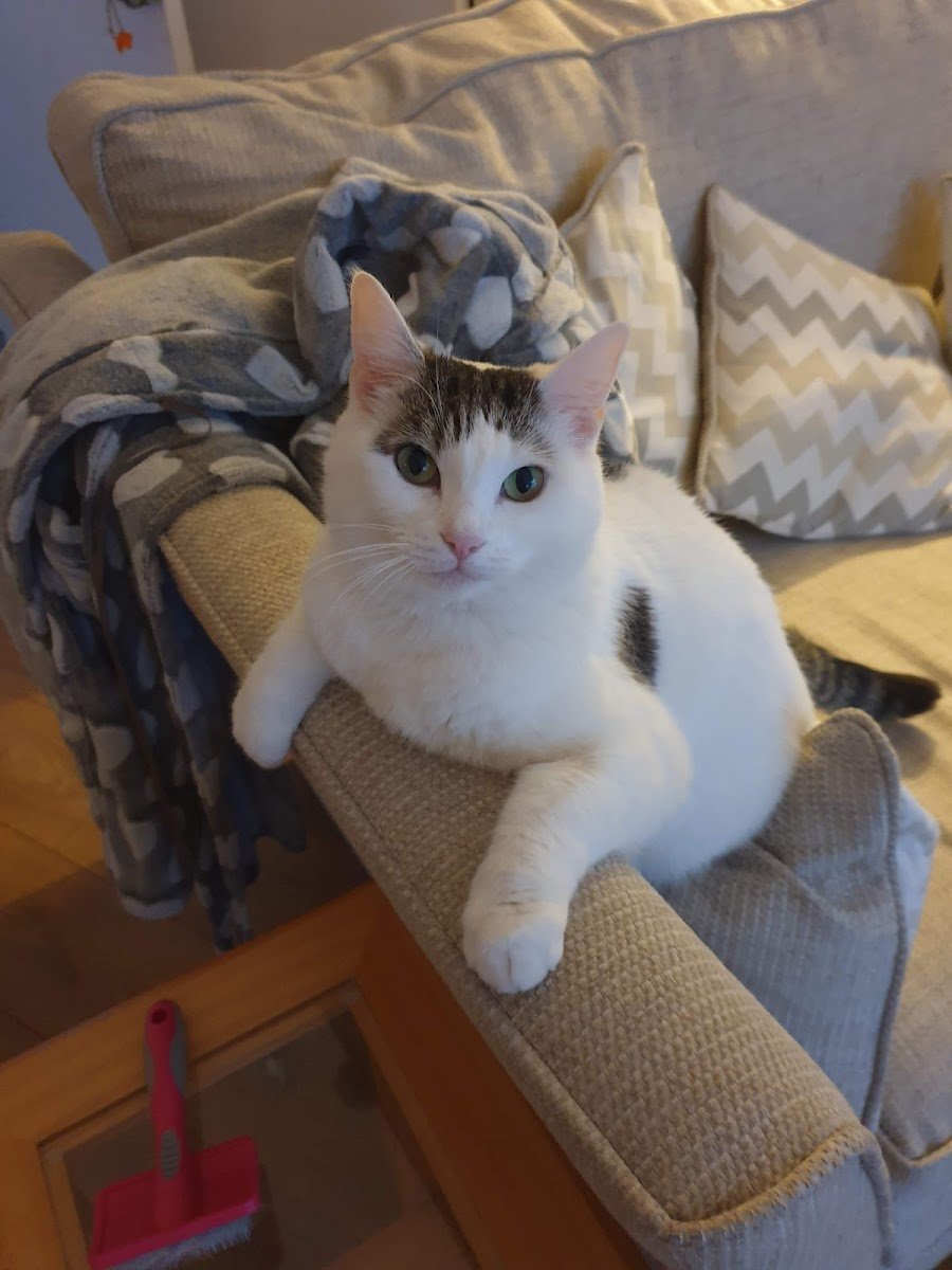 Boote Home For Cats - Photo 2