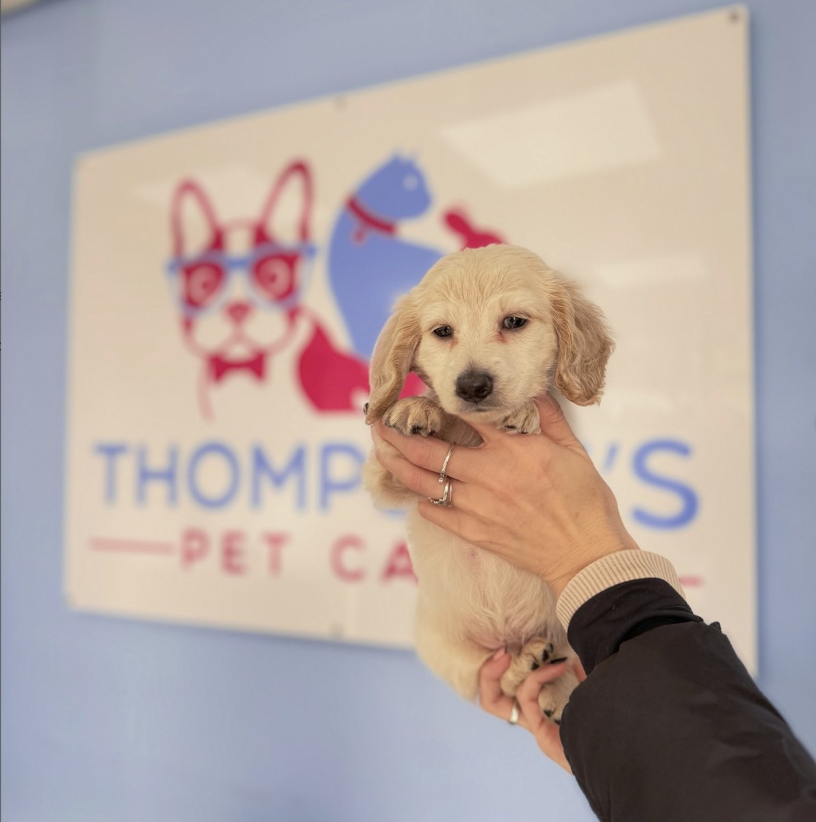 Thompson's Pet Care - Photo 2