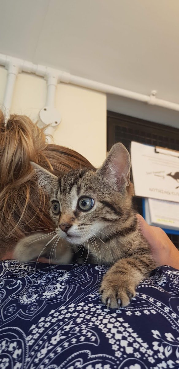 Freshfields Animal Rescue - Photo 2