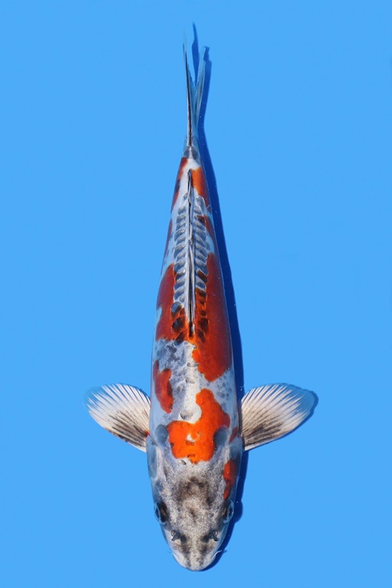 Keruto Koi - Photo 2