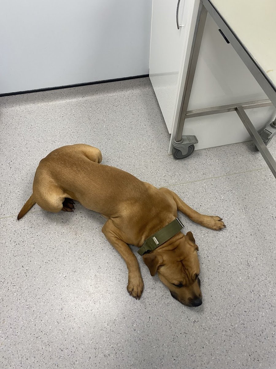 Vets4Pets - Bath - Photo 2