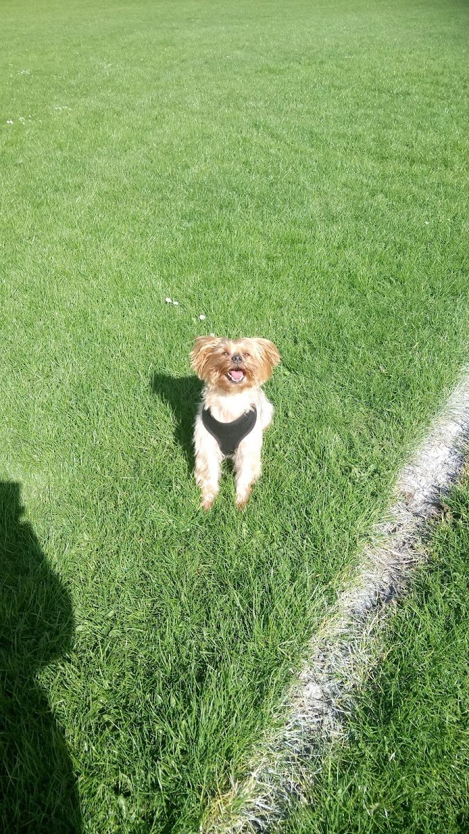 Centre Barks - Photo 2