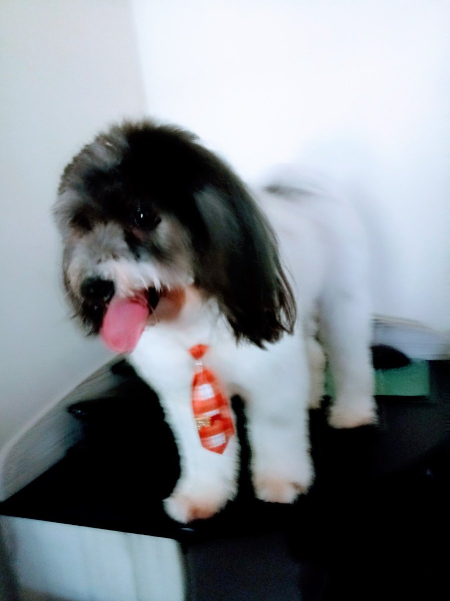 ZOOVET AGROP. E PET SHOP