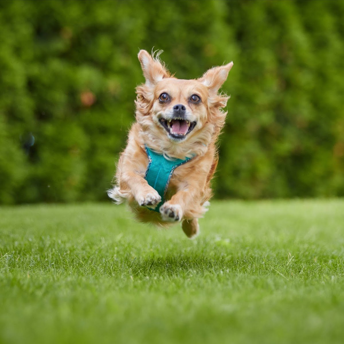 Hundewelt individuell - Foto 2