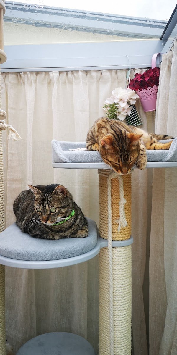 Catwalk - Katzen Kratzbaum System - Foto 2