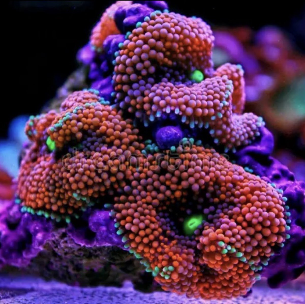 Pure Reef Corals - Foto 2