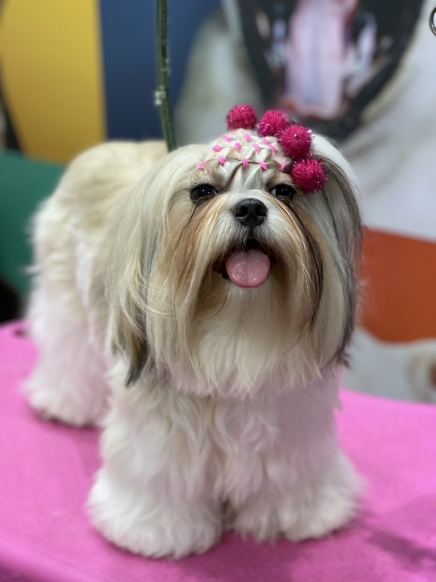 Simpaticão Pet Shop