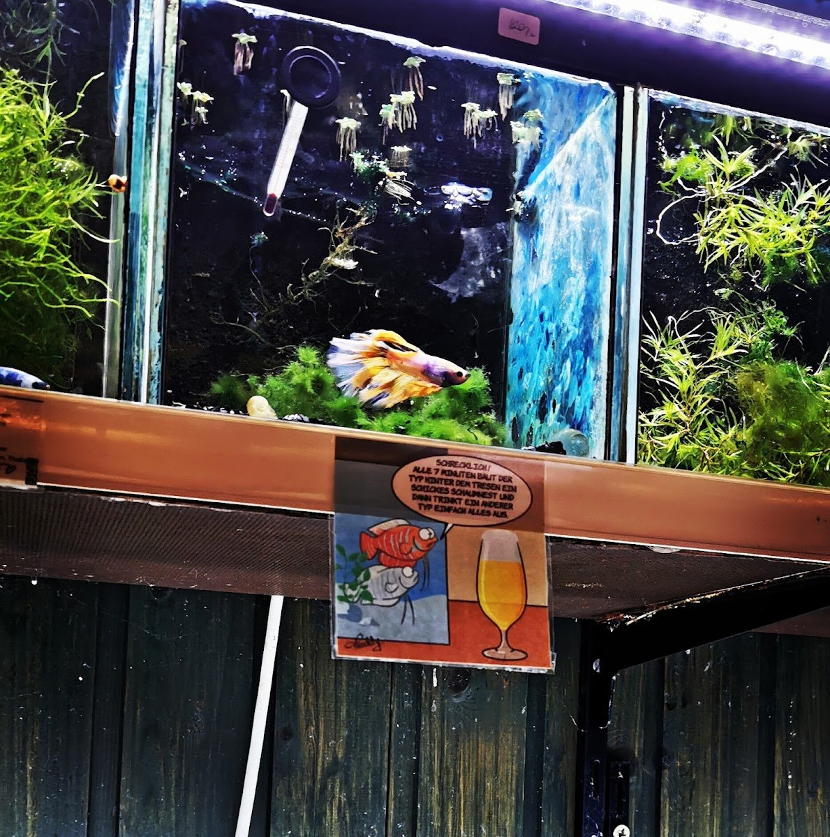Aquarien-Center Löhning - Foto 2