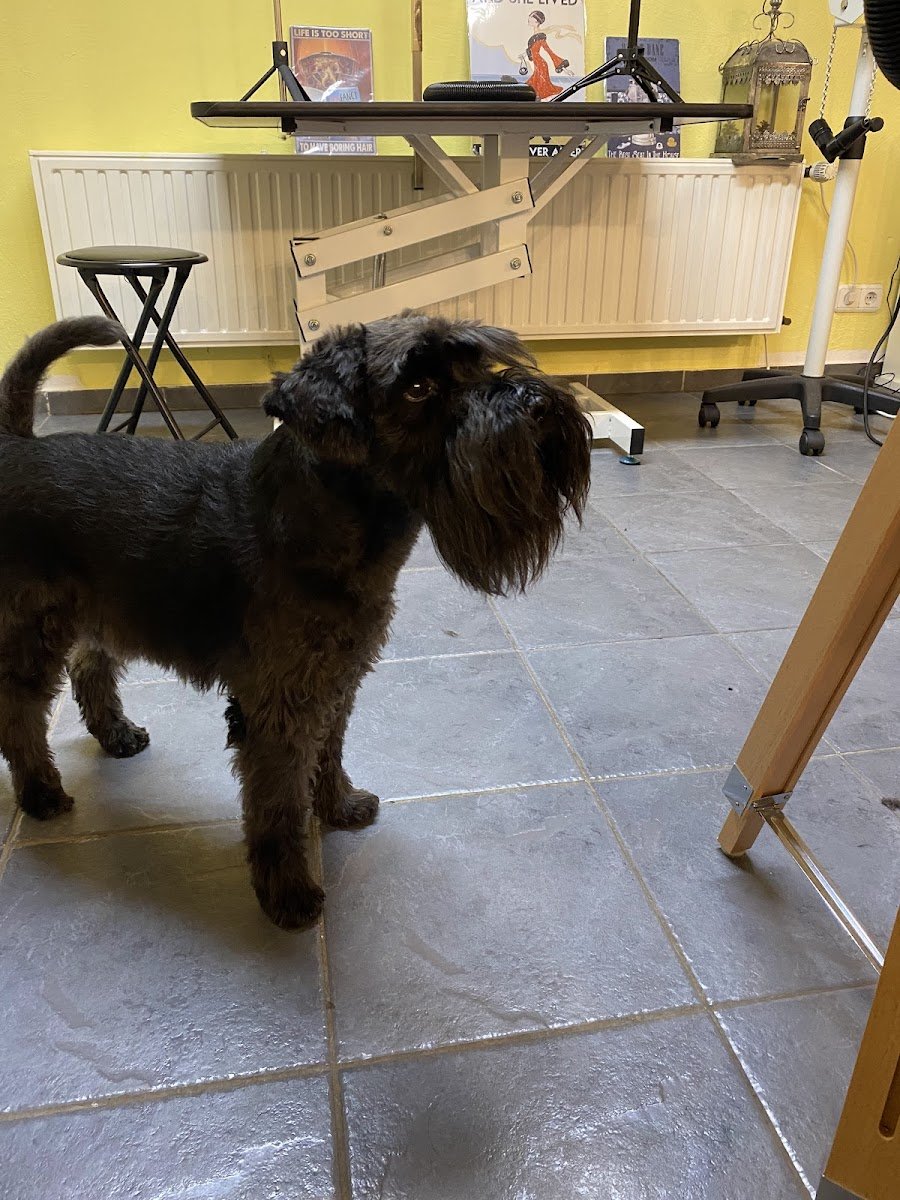 Dogs Groomerin Christiane - Foto 2