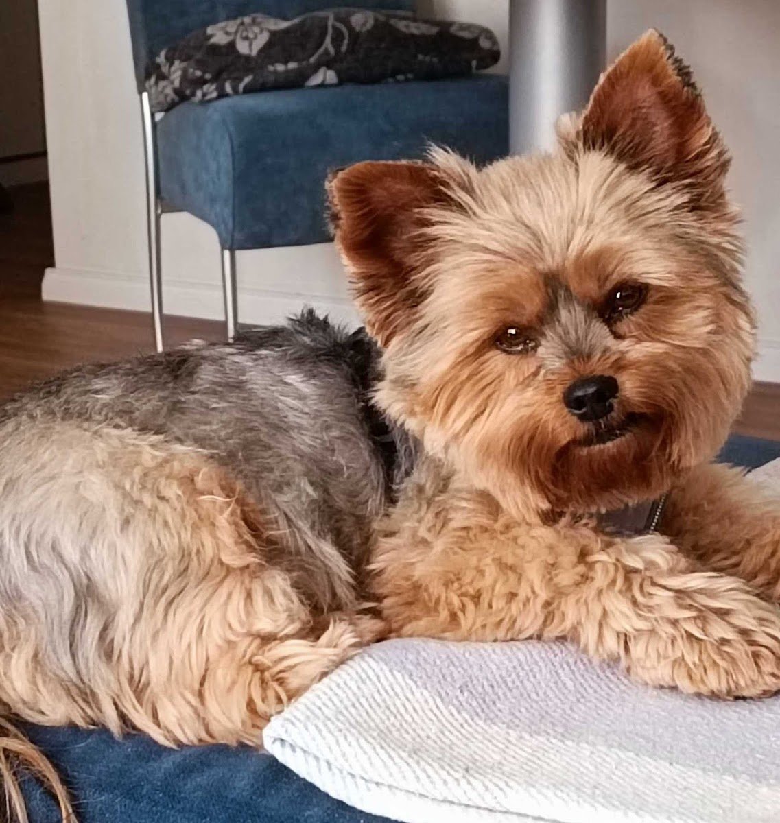 Doggys Hundepflege, Doggy's Shop and Style - Foto 2
