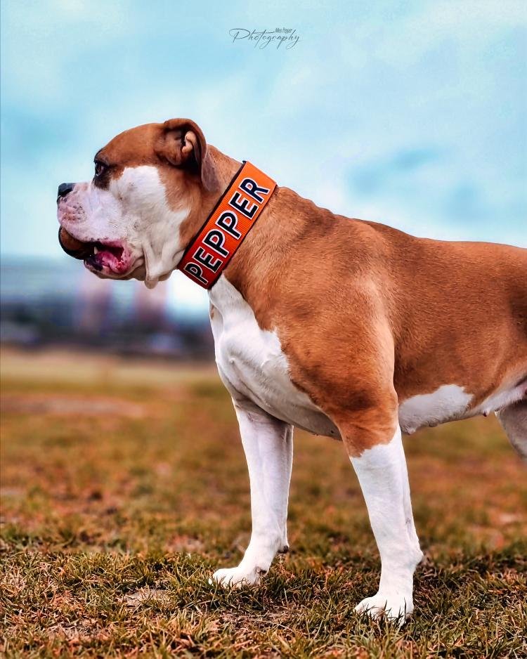 Bully Styler Dogwear - Foto 2