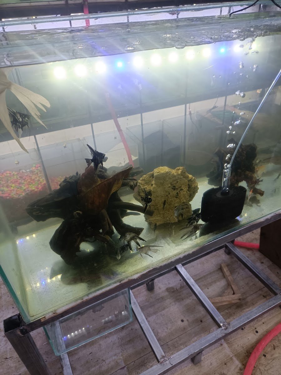 Mumbra Aquarium - Photo 2