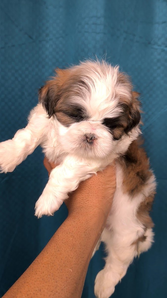 Samayra Pets - Photo 2