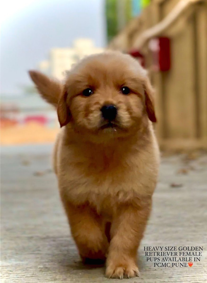 Mumbai pet point - Photo 2