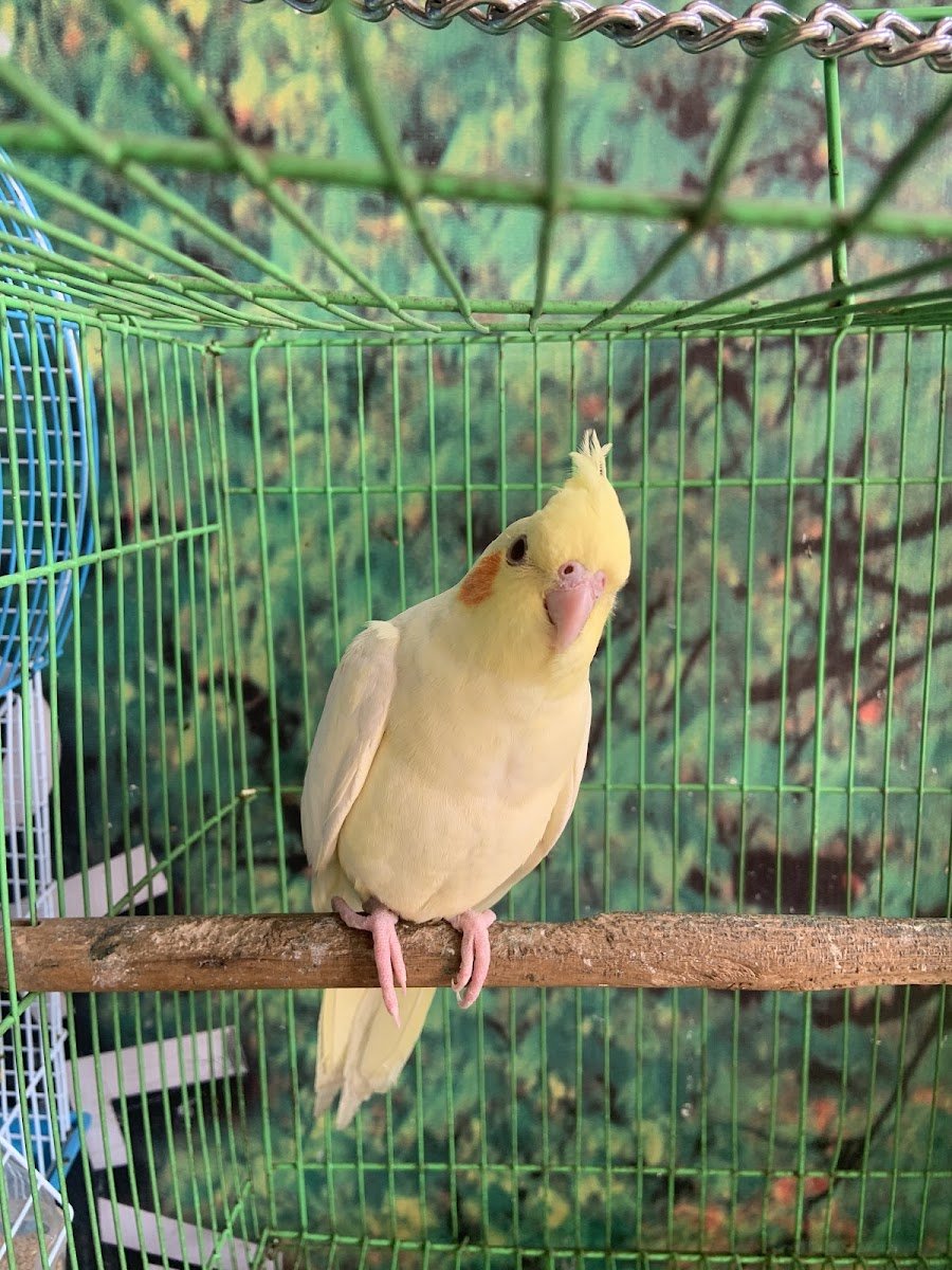 Orange Collar - Photo 2