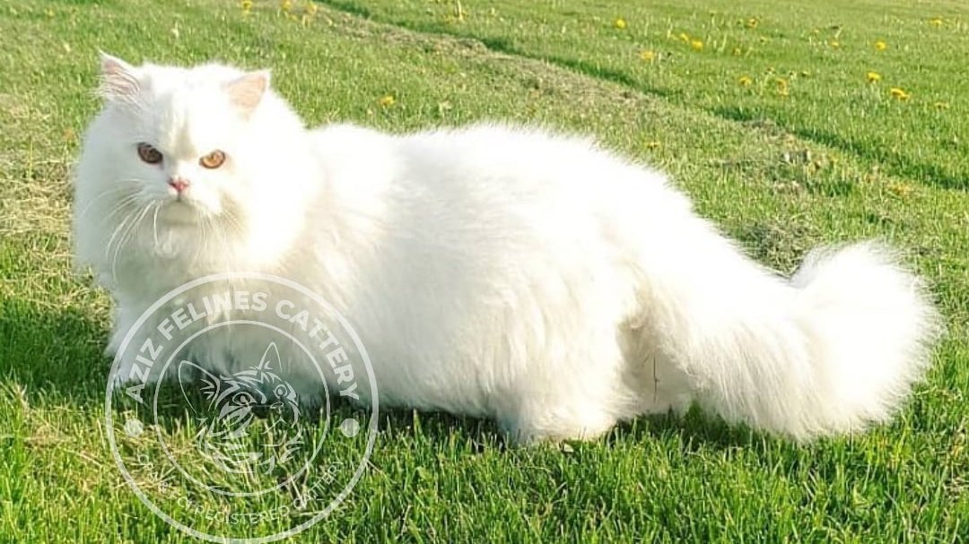 AZIZ FELINES CATTERY - Photo 2