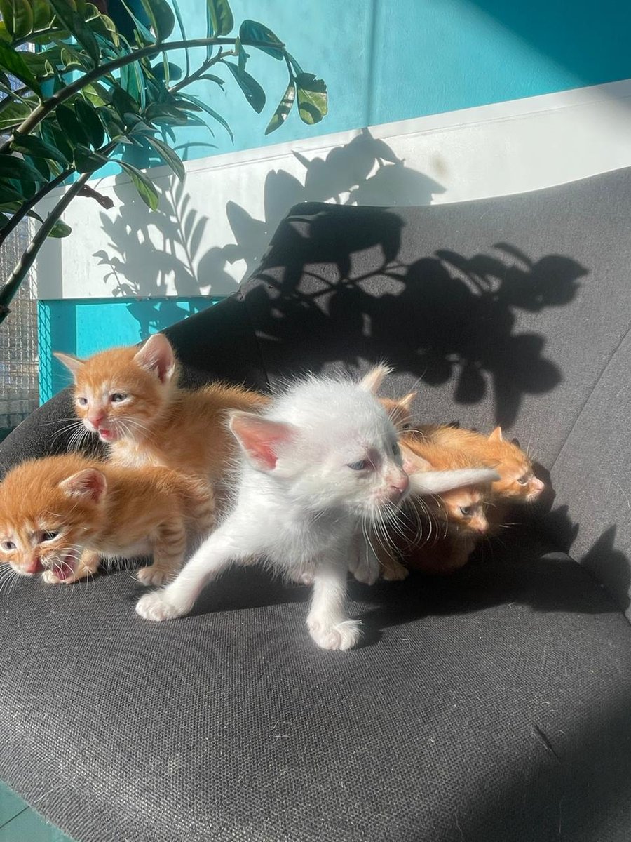 Veterinary Hospital São Francisco de Assis