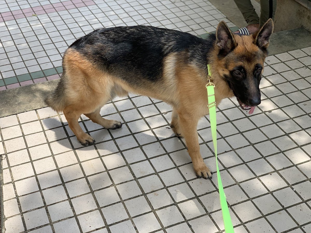 Vet 4 Amazing Pets - Photo 2