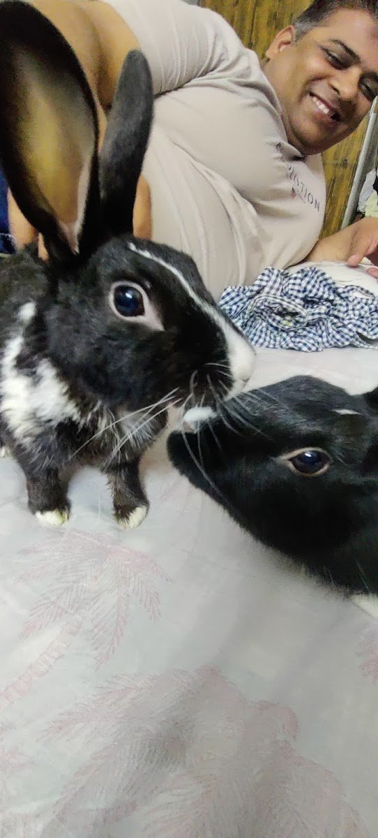 Jai Dada Rana Rabbit Farm And Pet shop(HOME) - Photo 2