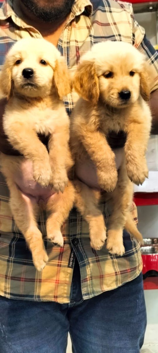 Puppy's World - Photo 2