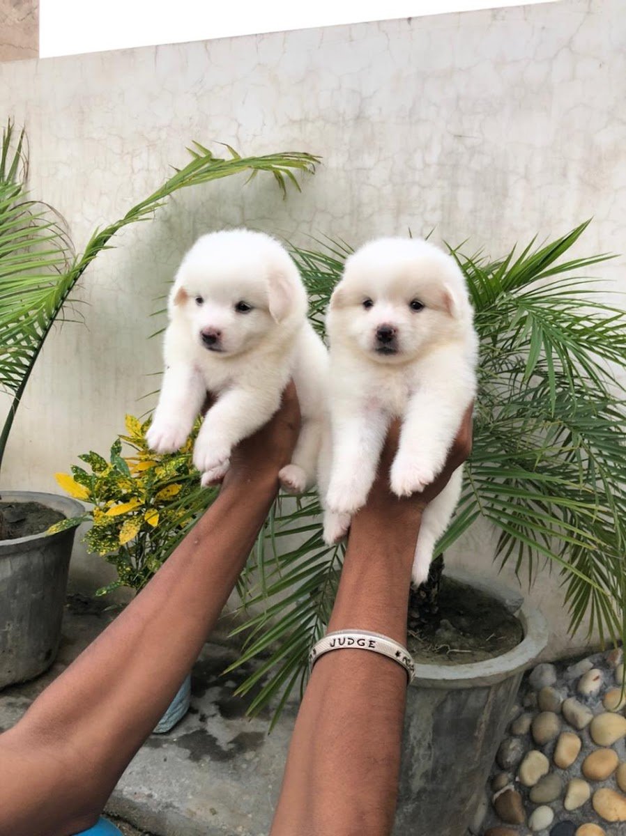 Vivan Pet Shop - Photo 2