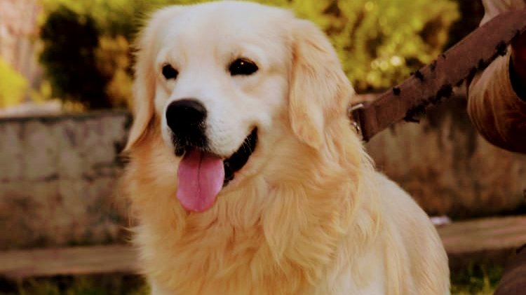 Pet Shop - Photo 2