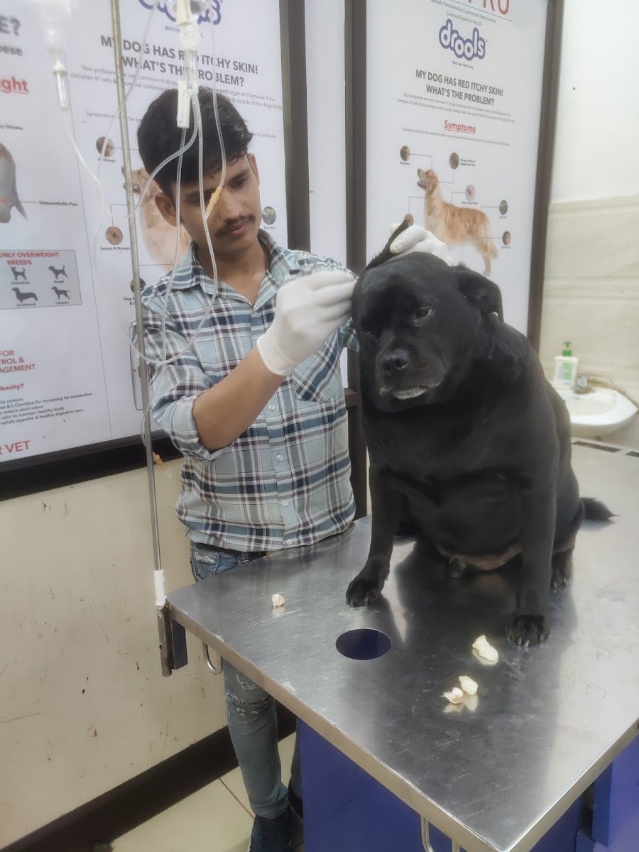 AP VET DOG & CAT CLINIC - Photo 2