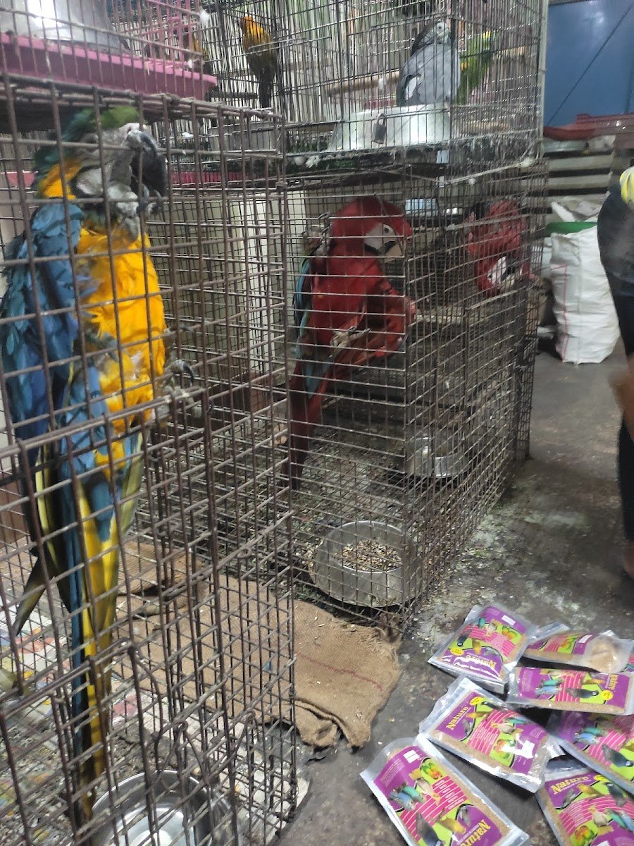 Birds Shop - Photo 2