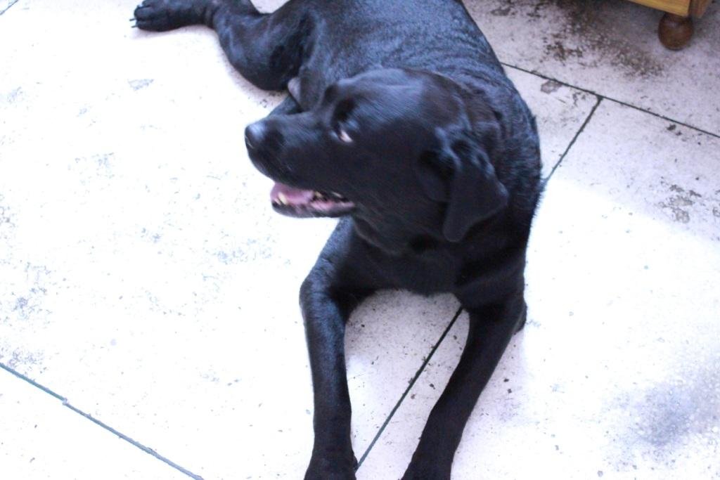 Dwarka Pet House - Photo 2