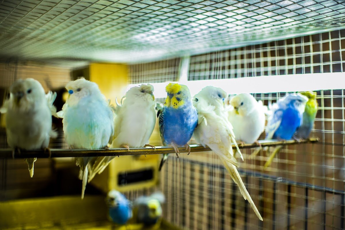PET PLACE - Photo 2