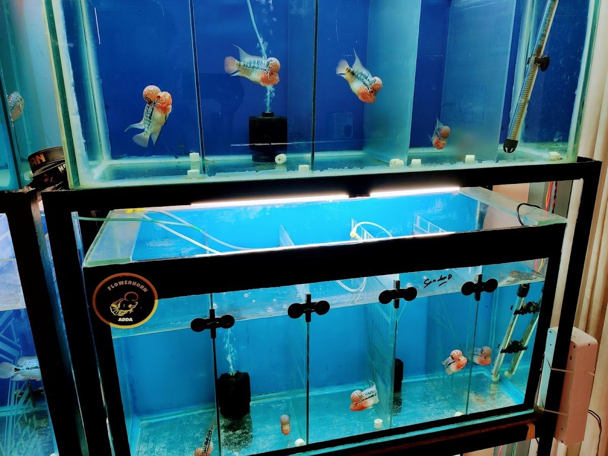 Flowerhorn Adda - Photo 2