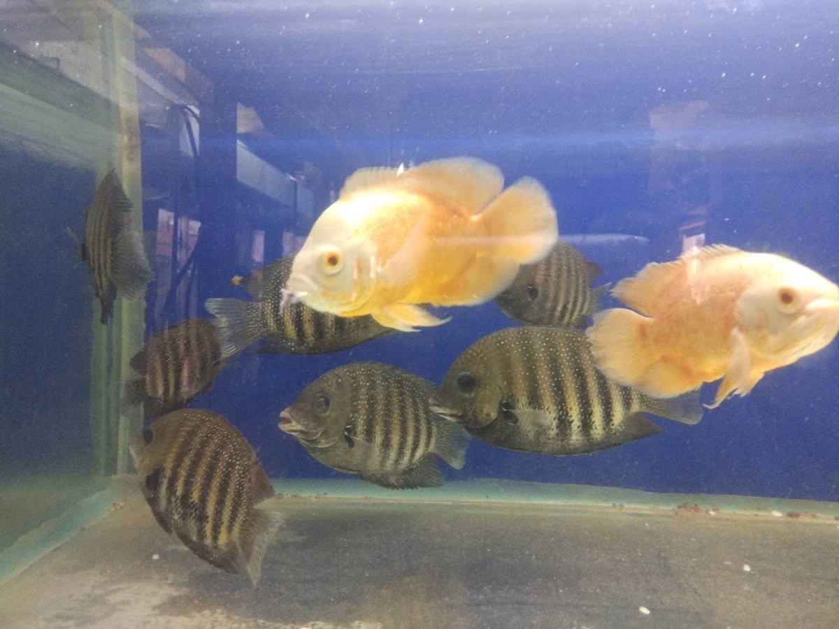 ARK Aquarium & Exotics - Photo 2