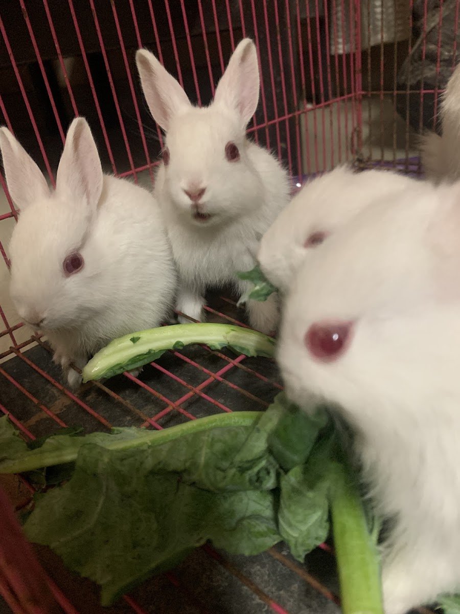 Eden Nest Pets - Photo 2