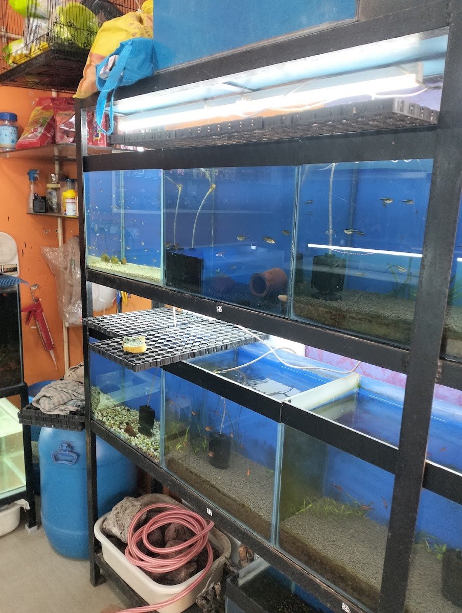 Rangoli Aquarium - Photo 2