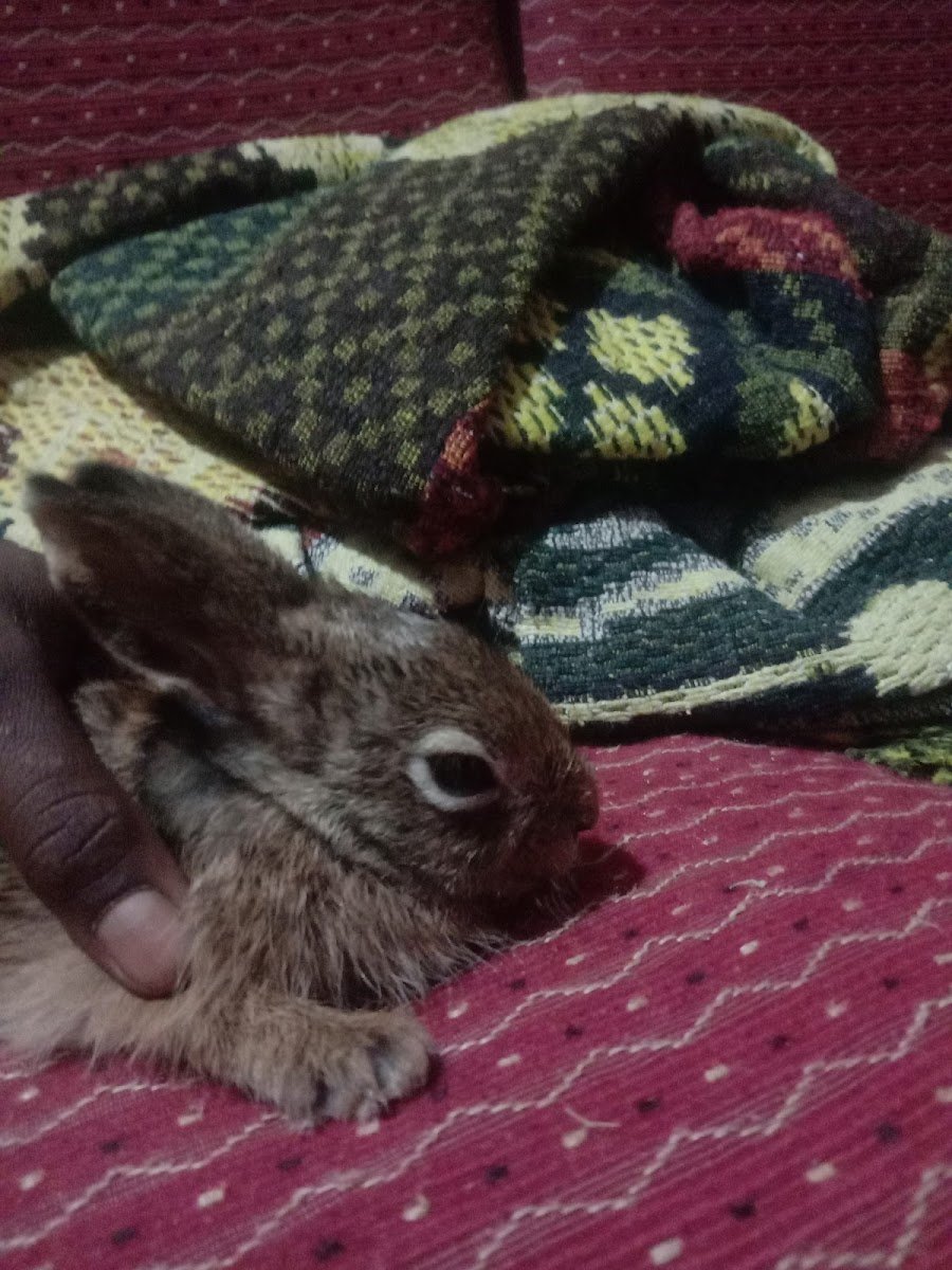 Buy rabbit - Photo 2