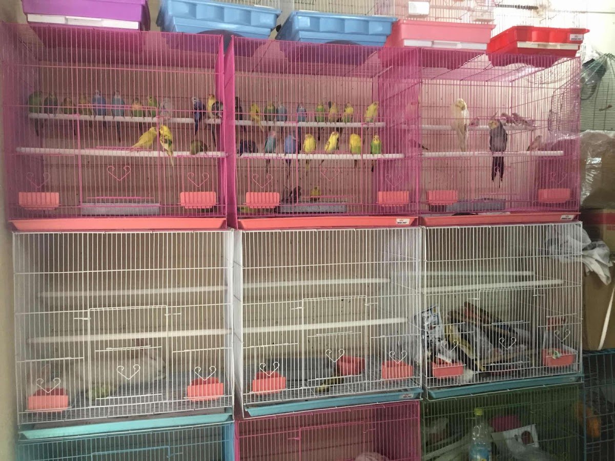 Sunny pets - Photo 2