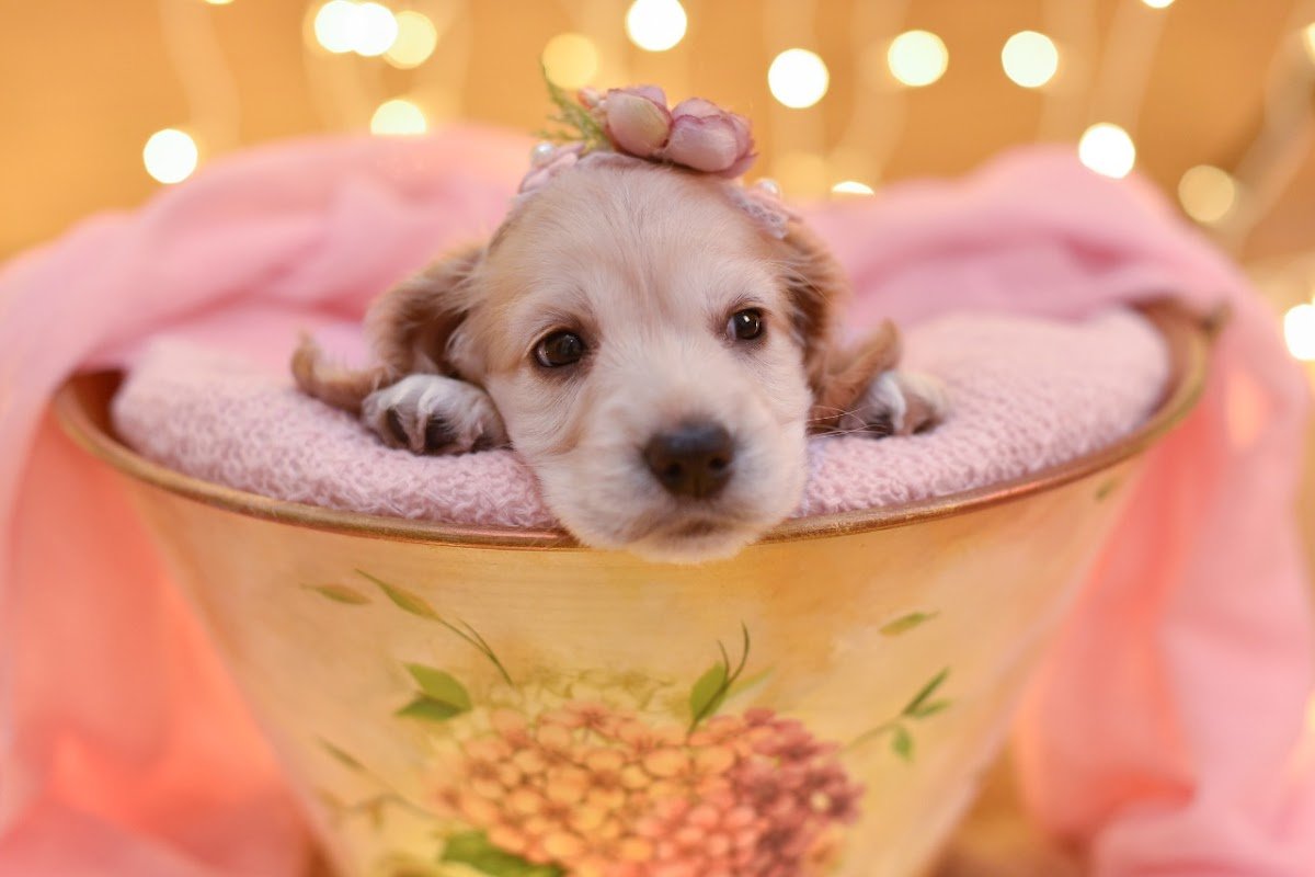 Clínica Veterinária Filhote