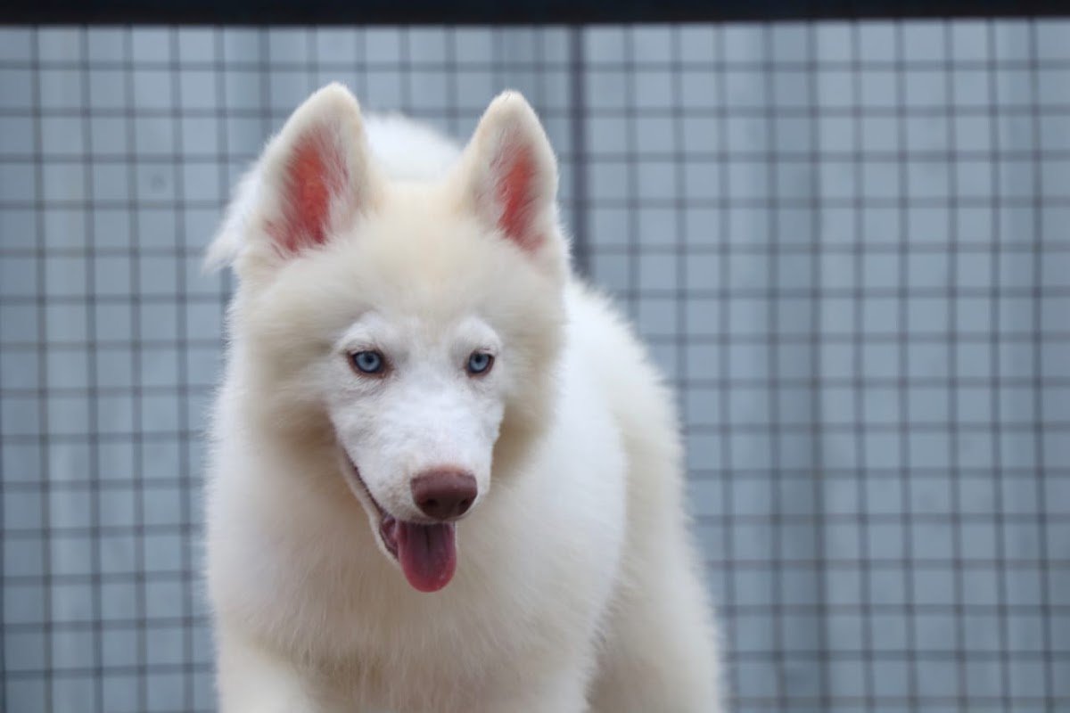 K L B PET WORLD - Photo 2